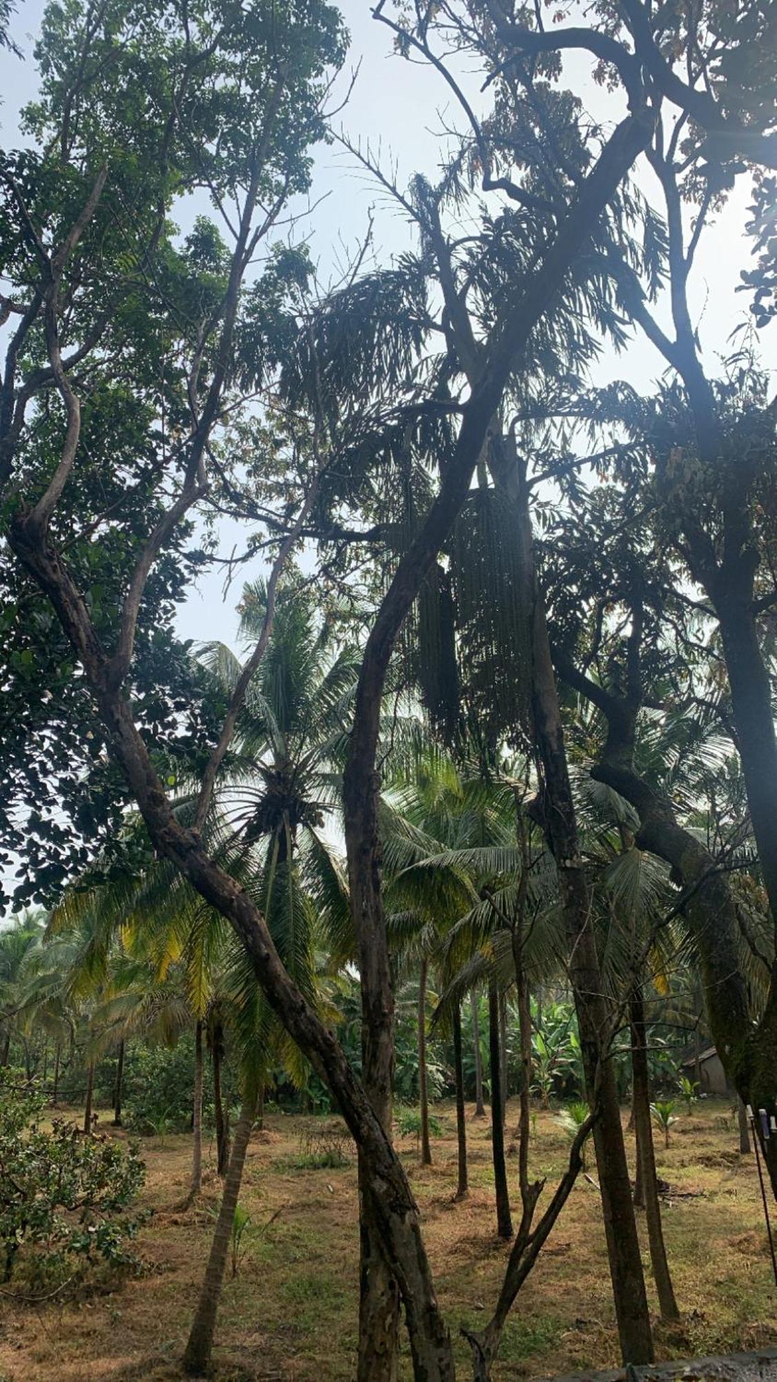 Tamasha Goa Vagator Hostel Kültér fotó