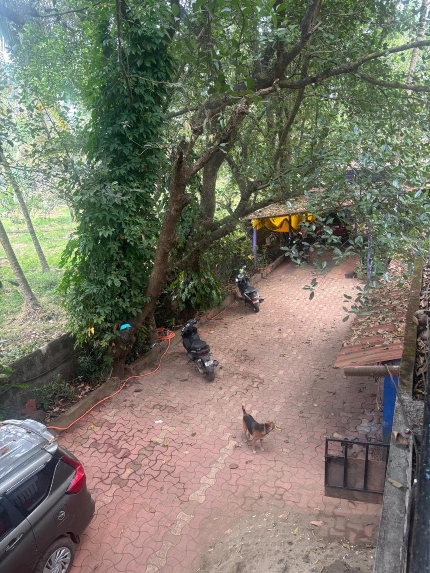 Tamasha Goa Vagator Hostel Szoba fotó